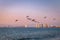 Group of pelicans flying on the beach at sunset - Puerto Vallarta, Jalisco, Mexico