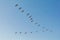 Group of pelicans flying in flock in blue sky background