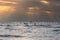 Group of Pelicans Glide Over Early Morning Surf