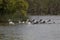 A group of pelicans on Lake Cootharaba