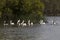 A group of pelicans on Lake Cootharaba