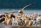 Group of pelicans on the lake. Lake Nakuru. Kenya. Africa.