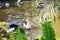 A group of pelicans relaxing in Bali Bird Park