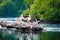 A group of Pelicans sitting on a rock of St. James` Park Lake, London