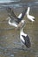 A group of pelicans stand on the muddy foreshore.