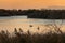 Group of pelicans swimming in Vistonida lake, Rodopi, Greece during sunset