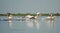 Group of pelicans taking flight.Wild flock of common great pelicans taking flight