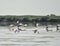 Group of pelicans taking flight.Wild flock of common great pelicans taking flight