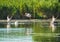 Group of pelicans taking flight.Wild flock of common great pelicans taking flight  Pelecanus onocrotalus   Pelican colony