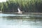 Group of pelicans taking flight.Wild flock of common great pelicans taking flight  Pelecanus onocrotalus   Pelican colony