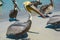 The group of Pelicans on Varadero Beach, Cuba