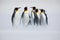 Group of penguin. Group of six King penguins, Aptenodytes patagonicus, going from white snow to sea in Falkland Islands. Penguins