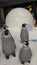 Group of penguine sculptures in front of an igloo at Orchard Road, Singapore on 11th November 2019 at 4:44 pm