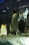 A group penguins make a crowd