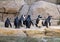 A group of penguins on the rocks by the water at the Dallas City Zoo in Texas.