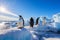 group of penguins stand in the bright sunlight on a floating sheet of ice in the Arctic