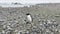 Group of penguins on the stone coast of the Antarctic peninsula at cloudy weather