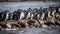 Group of penguins waddling on the rocky African coastline generated by AI