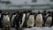 Group of penguins waddling on snow in Antarctic Peninsula generated by AI