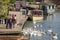 Group of people feeding swans with a sign in the background advertising river boat trips