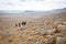 Group people hiking desert trail.