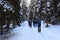 Group of people hiking on wintery snowy path with trees in Stubai Alps mountains
