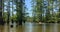 Group of People Kayaking Through Cyprus Forest on Cache River