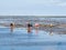 Group of people mudflat hiking on Waddensea at low tide from Friesland to West Frisian island Ameland, Netherlands