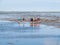 Group of people mudflat hiking on Waddensea at low tide from Friesland to West Frisian island Ameland, Netherlands