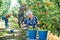 Group of people picking pears