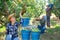 Group of people picking pears