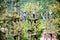 Group of people on a rope path. Ukraine village Zhdingevo. Transcarpathian region