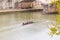 Group of people rowers canoeing in the waters of Tiber River in Rome