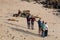 Group of People View Colony of Sea Lions at La Jolla Cove