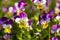 Group of perennial yellow-violet Viola cornuta, known as horned pansy or horned violet