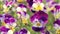 Group of perennial yellow-violet Viola cornuta, known as horned pansy or horned violet