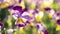 Group of perennial yellow-violet Viola cornuta, known as horned pansy or horned violet