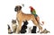 Group of pets - Dog, cat, bird, reptile, rabbit