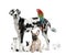 Group of pets in front of white background