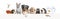 Group of pets leaning together on a empty web banner to place text. Cat, dog, rabbit, ferret, rodent, fish, reptile, bird, rats