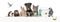 Group of pets leaning together on a empty web banner to place text. Cats, dogs, rabbit, ferret, rodent, fish, reptile, bird,