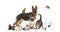 Group of pets in a row, Dogs, cats, ferret, rabbit, birds, mouse