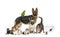 Group of pets in a row, Dogs, cats, ferret, rabbit, birds, mouse