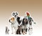 Group of pets standing agaisnt brown background