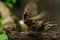 Group of Philippine Maya Bird Eurasian Tree Sparrow or Passer montanus flapping wings perch on tree branch.