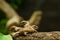 Group of Philippine Maya Bird Eurasian Tree Sparrow or Passer montanus perch on tree branch.