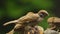 Group of Philippine Maya Bird Eurasian Tree Sparrow or Passer montanus perch on twigs pecking food.