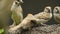 Group of Philippine Maya Bird or Eurasian Tree Sparrow perching on tree branch pecking rice grains