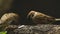 Group of Philippine Maya Bird or Eurasian Tree Sparrow perching on tree branch pecking rice grains