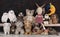 group photo of toy stuffed animals